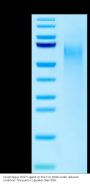 Cynomolgus CD27 Ligand/CD70 Protein (CD7-CM170)