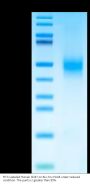 FITC-Labeled Human CD47 Protein (CD7-HM147F)