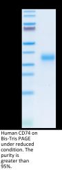 Human CD74/DHLAG Protein (CD7-HM175)