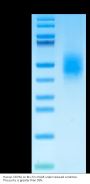 Human CD79A Protein, Ultra Low Endotoxin (CD7-HM19A-UL)