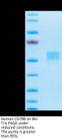 Human CD79B Protein (CD7-HM29B)