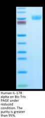 Human IL-17R alpha/CD217 Protein (CD7-HM2RA)