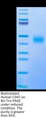 Biotinylated Human CD47 Protein (CD7-HM447B)
