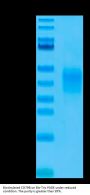 Biotinylated Human CD79B Protein (CD7-HM49BB)
