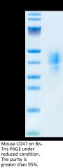 Mouse CD47 Protein (CD7-MM147)