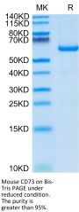 Mouse CD73/NT5E Protein (CD7-MM173)