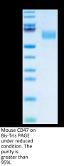 Mouse CD47 Protein (CD7-MM247)
