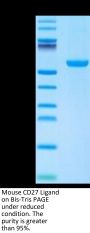 Mouse CD27 Ligand/CD70 Protein (CD7-MM270)