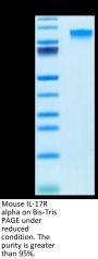 Mouse IL-17R alpha/CD217 Protein (CD7-MM2RA)