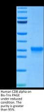 Human CD8 alpha/CD8A Protein (CD8-HM18A)