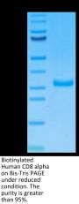 Biotinylated Human CD8 alpha/CD8A Protein (CD8-HM48AB)