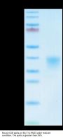 Mouse CD8 alpha/CD8A Protein (CD8-MM18A)