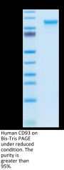 Human CD93/C1q R1 Protein (CD9-HM193)