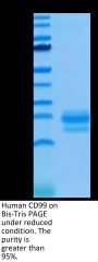 Human CD99/MIC2 Protein (CD9-HM199)