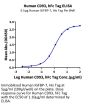 Human CD93/C1q R1 Protein (CD9-HM293)