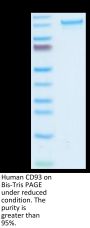 Human CD93/C1q R1 Protein (CD9-HM293)