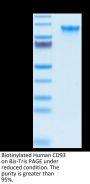 Biotinylated Human CD93/C1q R1 Protein (CD9-HM493B)