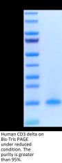 Human CD3D/CD3 delta Protein (CDD-HM101)
