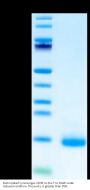 Biotinylated Cynomolgus CD3E/CD3 epsilon Protein (Primary Amine Labeling) (CDE-CM101B)