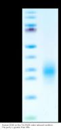 Human CD3G/CD3 gamma Protein (CDG-HM101)