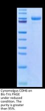 Cynomolgus CDH6/Cadherin 6 Protein (CDH-CM106)