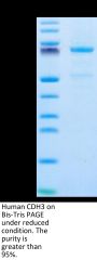 Human CDH3/Cadherin 3 Protein (CDH-HM103)