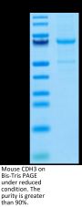 Mouse CDH3/Cadherin 3 Protein (CDH-MM103)