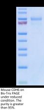 Mouse CDH6/Cadherin 6 Protein (CDH-MM106)