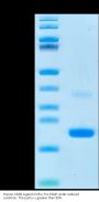 Human CD40 Ligand/TNFSF5 Protein (CDL-HE14L)