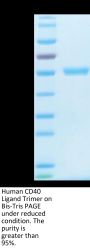 Human CD40 Ligand/TNFSF5 Trimer Protein (CDL-HM140)