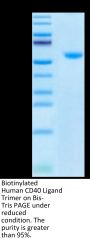 Biotinylated Human CD40 Ligand/TNFSF5 Trimer Protein (Primary Amine Labeling) (CDL-HM140B)