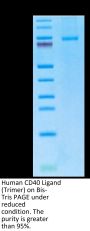 Human CD40 Ligand/TNFSF5 Trimer Protein (CDL-HM240)