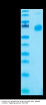 Human CD27 Ligand/CD70 Trimer Protein, Ultra Low Endotoxin (CDL-HM427-UL)