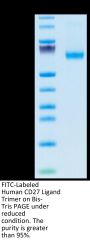 FITC-Labeled Human CD27 Ligand/CD70 Trimer Protein (CDL-HM427F)