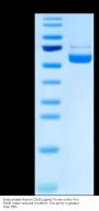 Biotinylated Human CD40 Ligand/TNFSF5 Trimer Protein (CDL-HM440B)