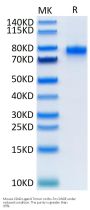 Mouse CD40 Ligand/TNFSF5 Trimer Protein (CDL-MM240)