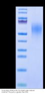 Cynomolgus CD44 Protein (CDX-CM144)