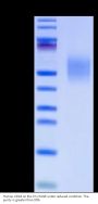 Human CD44 Protein (CDX-HM144)