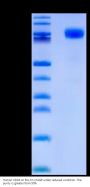 Human CD44 Protein (CDX-HM244)