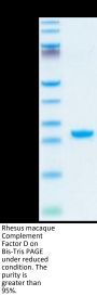 Rhesus macaque Complement Factor D/CFD Protein (CFD-CM101)