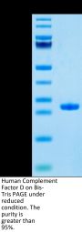 Human Complement Factor D/CFD Protein (CFD-HM101)