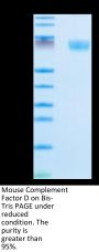 Mouse Complement Factor D/CFD Protein (CFD-MM201)