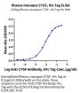Rhesus macaque CTGF/CCN2 Protein (CGF-CM101)