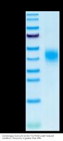 Cynomolgus CLEC12A/MICL/CLL-1 Protein (CLE-CM12A)