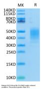 Human CLEC12A/MICL/CLL-1 Protein (CLE-HM12A)