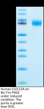 Human CLEC12A/MICL/CLL-1 Protein (CLE-HM22A)