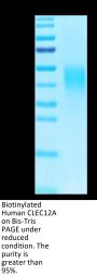 Biotinylated Human CLEC12A/MICL/CLL-1 Protein (CLE-HM42AB)