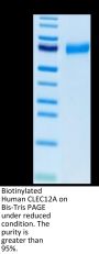 Biotinylated Human CLEC12A/MICL/CLL-1 Protein (CLE-HM52AB)