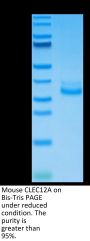 Mouse CLEC12A/MICL/CLL-1 Protein (CLE-MM12A)