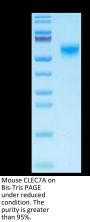 Mouse CLEC7A Protein (CLE-MM27A)